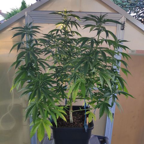 Queen #2 (Skunk) growlog timeline photo