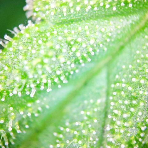 Sweet Cheese Auto #1 growlog timeline photo
