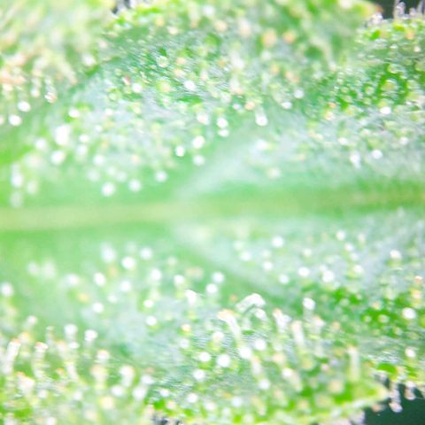 Sweet Cheese Auto #1 growlog timeline photo