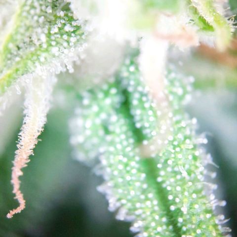 Sweet Cheese Auto #1 growlog timeline photo