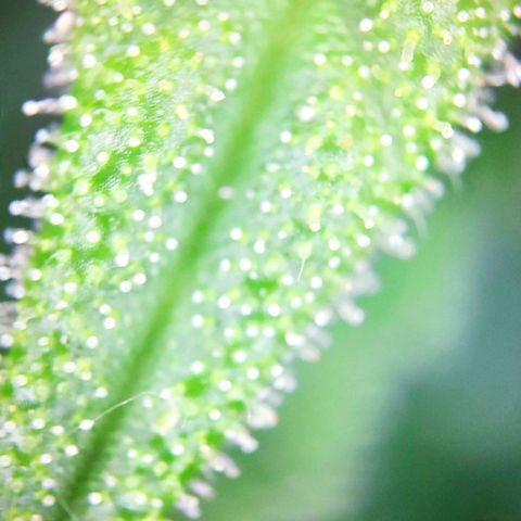 Sweet Cheese Auto #1 growlog timeline photo