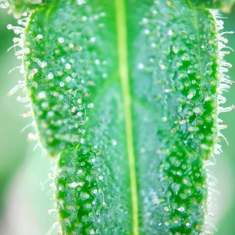 Sweet Cheese Auto #1 growlog timeline photo