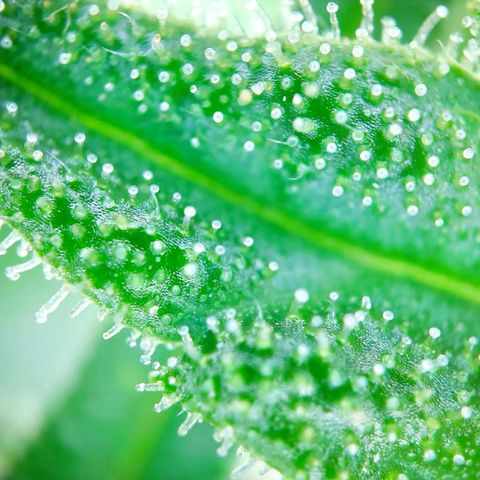 Sweet Cheese Auto #1 growlog timeline photo