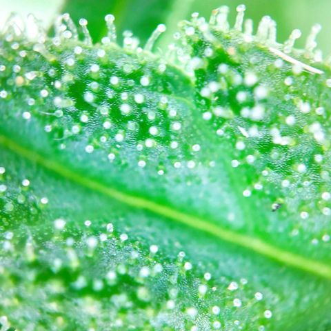 Sweet Cheese Auto #1 growlog timeline photo