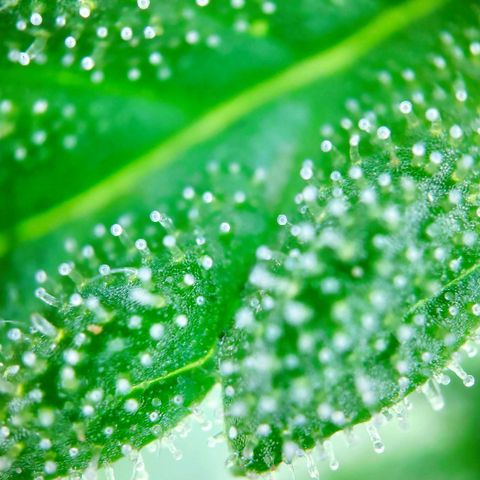 Sweet Cheese Auto #1 growlog timeline photo