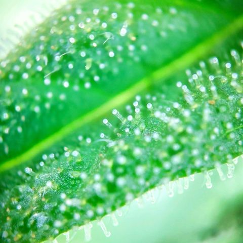 Sweet Cheese Auto #1 growlog timeline photo