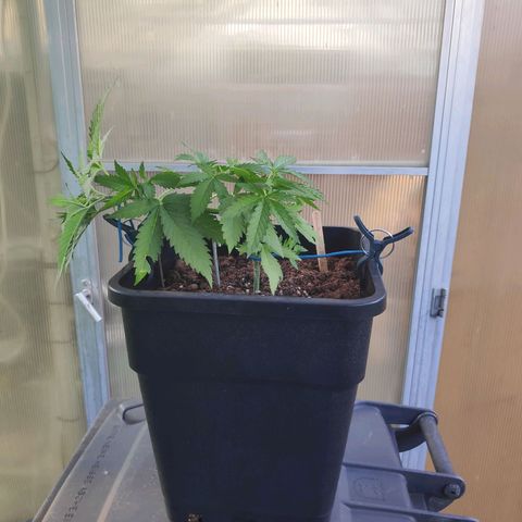Cream Mandarine XL Auto #3 growlog timeline photo
