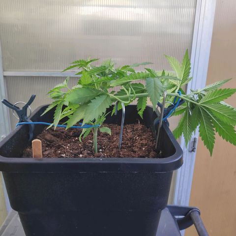 Cream Mandarine XL Auto #3 growlog timeline photo