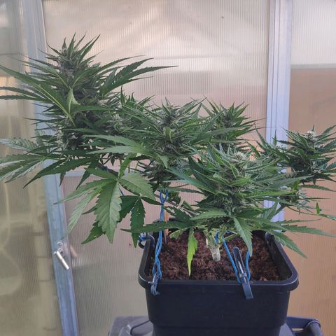 Sweet Cheese Auto #1 growlog timeline photo