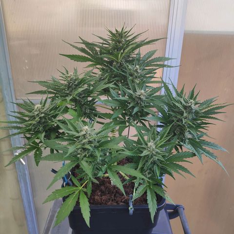 Sweet Cheese Auto #1 growlog timeline photo