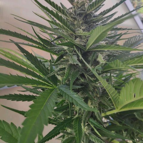 Sweet Cheese Auto #1 growlog timeline photo