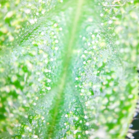 Sweet Cheese Auto #1 growlog timeline photo