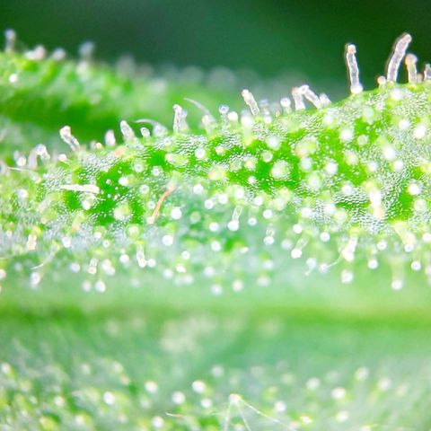 Sweet Cheese Auto #1 growlog timeline photo
