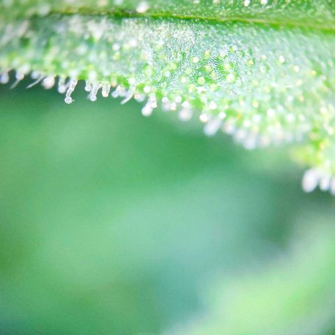 Sweet Cheese Auto #1 growlog timeline photo