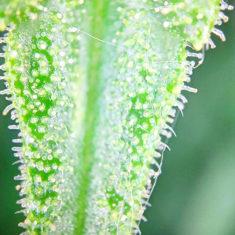 Sweet Cheese Auto #1 growlog timeline photo