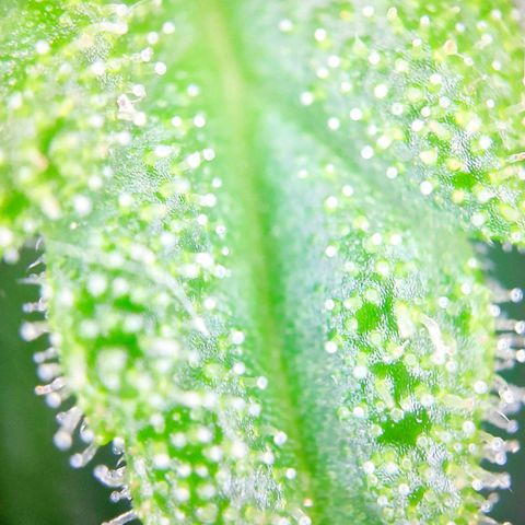 Sweet Cheese Auto #1 growlog timeline photo