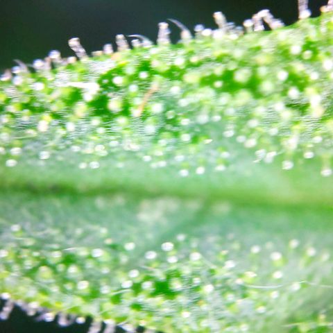 Sweet Cheese Auto #1 growlog timeline photo