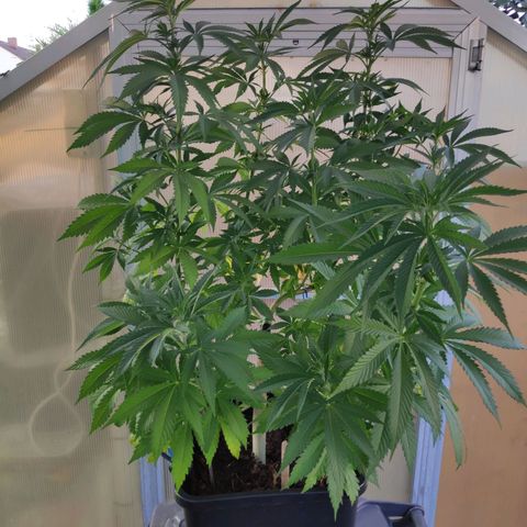 Queen #1 (Skunk) growlog timeline photo