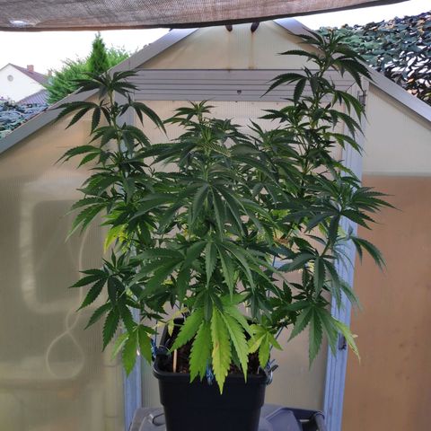 Queen #2 (Skunk) growlog timeline photo