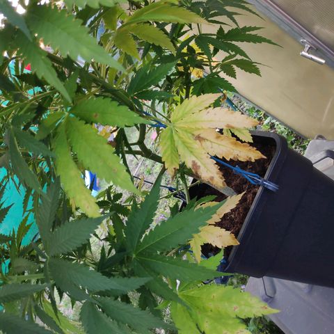Queen #2 (Skunk) growlog timeline photo