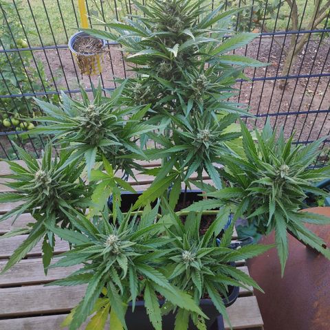 Sweet Cheese Auto #1 growlog timeline photo