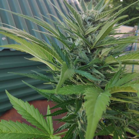 Sweet Cheese Auto #1 growlog timeline photo