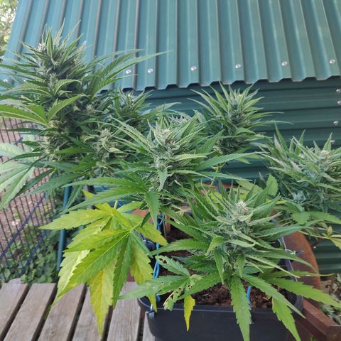 Sweet Cheese Auto #1 growlog timeline photo