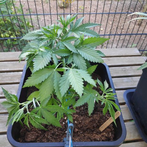 Cream Mandarine XL Auto #3 growlog timeline photo