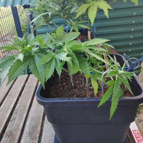 Cream Mandarine XL Auto #3 growlog timeline photo