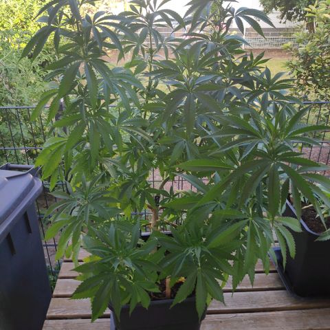 Queen #1 (Skunk) growlog timeline photo