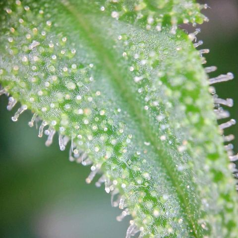 Sweet Cheese Auto #1 growlog timeline photo