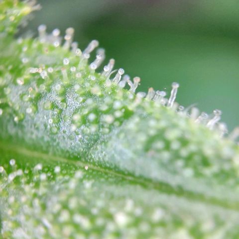 Sweet Cheese Auto #1 growlog timeline photo