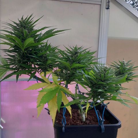 Sweet Cheese Auto #1 growlog timeline photo