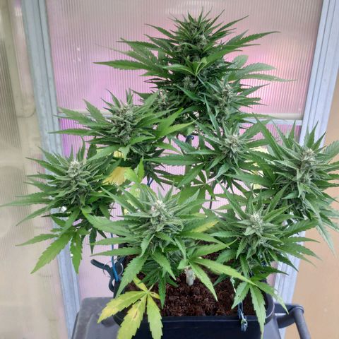 Sweet Cheese Auto #1 growlog timeline photo