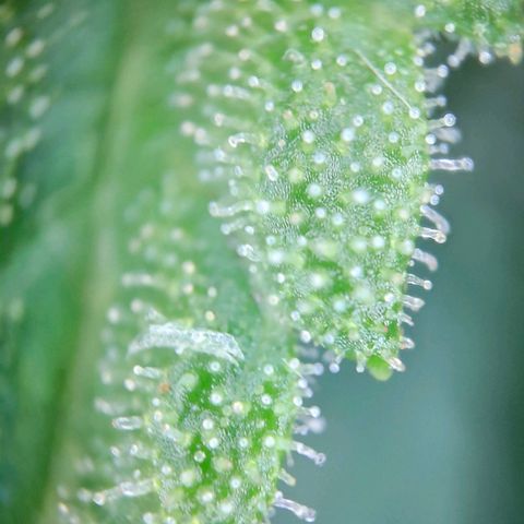 Sweet Cheese Auto #1 growlog timeline photo