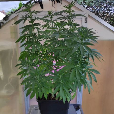 Queen #1 (Skunk) growlog timeline photo