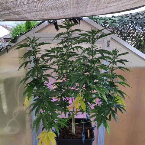 Queen #2 (Skunk) growlog timeline photo