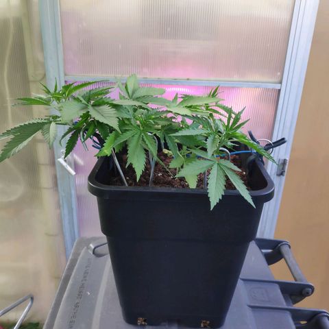 Cream Mandarine XL Auto #3 growlog timeline photo