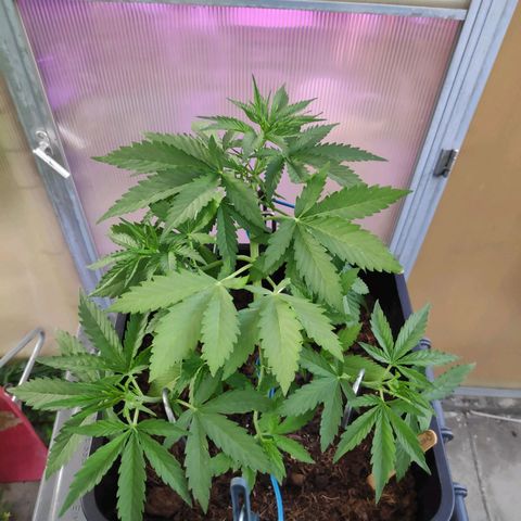 Cream Mandarine XL Auto #3 growlog timeline photo