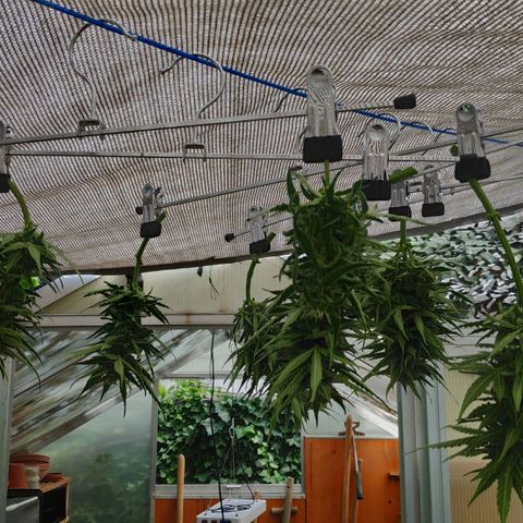Sweet Cheese Auto #1 growlog timeline photo