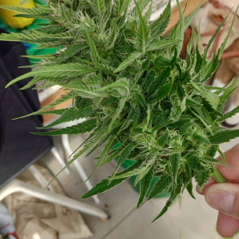 Sweet Cheese Auto #1 growlog timeline photo