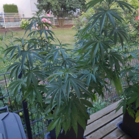 Queen #2 (Skunk) growlog timeline photo