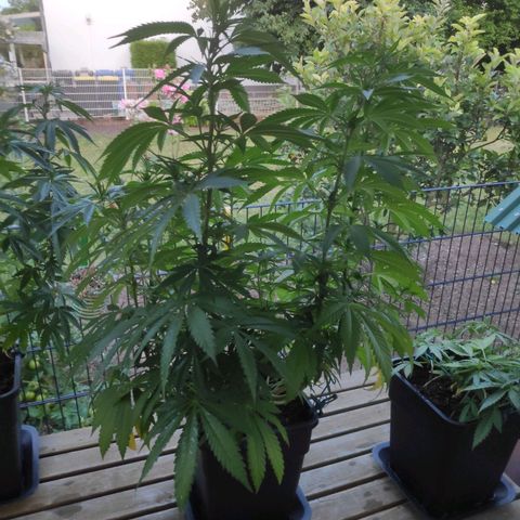 Queen #1 (Skunk) growlog timeline photo