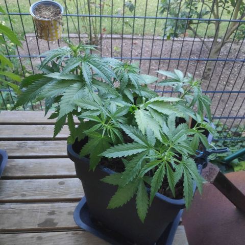 Cream Mandarine XL Auto #3 growlog timeline photo