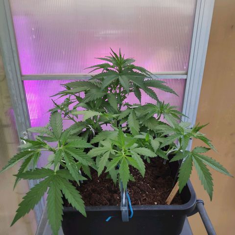 Cream Mandarine XL Auto #3 growlog timeline photo