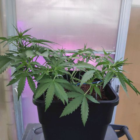 Cream Mandarine XL Auto #3 growlog timeline photo