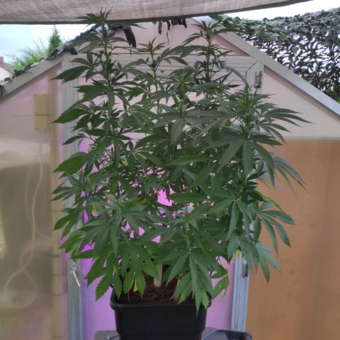 Queen #1 (Skunk) growlog timeline photo