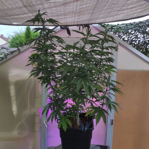 Queen #2 (Skunk) growlog timeline photo