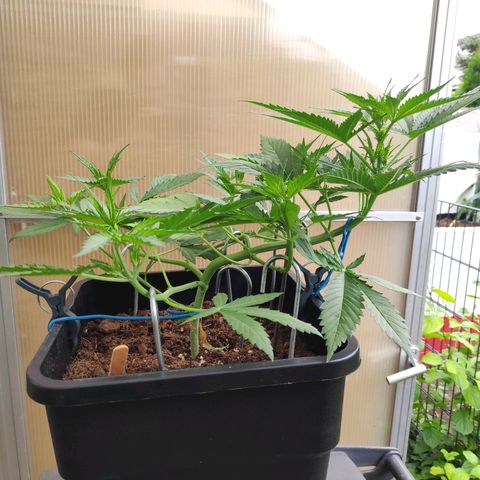 Cream Mandarine XL Auto #3 growlog timeline photo