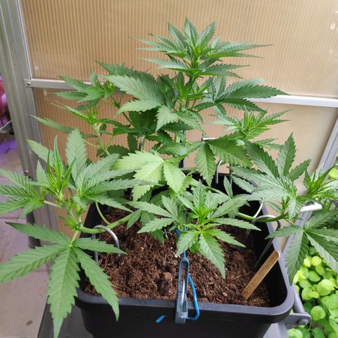 Cream Mandarine XL Auto #3 growlog timeline photo